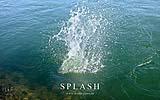 049 Splash.jpg