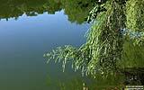 019 Gundwiesensee (Blick ins Wasser).jpg