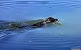 021 Hund beim baden.jpg