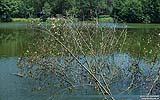 053 Gundwiesensee (Blick ins Wasser).jpg