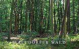 016 Walldorfer Wald (Waldgebiet am Gundhof).jpg