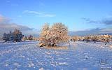 083 Baum im Feld.jpg