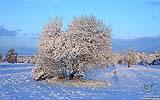 084 Baum im Feld.jpg