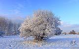 085 Baum im Feld.jpg