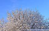 086 Baum im Feld.jpg