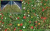 109 Blumen auf der Verkehrsinsel.jpg