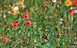 116 Blumen auf der Verkehrsinsel.jpg