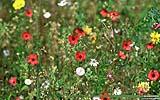 120 Blumen auf der Verkehrsinsel.jpg