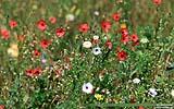 121 Blumen auf der Verkehrsinsel.jpg