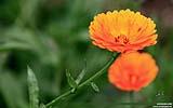 126 Gaenseblume.jpg