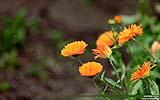 128 Gaenseblumen.jpg