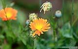 129 Wespe an einer Gaenseblume.jpg