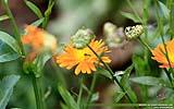 130 Wespe an einer Gaenseblume.jpg
