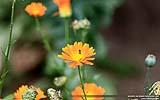 131 Wespe an einer Gaenseblume.jpg