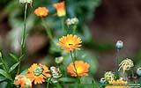 132 Wespe an einer Gaenseblume.jpg