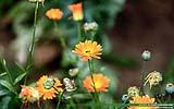 133 Wespe an einer Gaenseblume.jpg