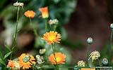134 Wespe an einer Gaenseblume.jpg