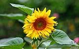 135 Sonnenblume.jpg
