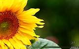 136 Sonnenblume.jpg
