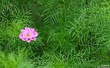 138 Feldblume.jpg