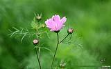 139 Feldblume.jpg
