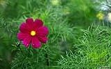 140 Feldblume.jpg