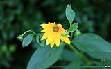 142 Blume.jpg