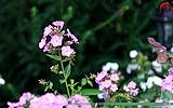 143 Blume.jpg