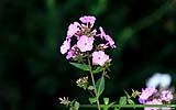 144 Blume.jpg