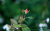 145 Rote Rose.jpg