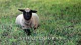 008 Schaf liegt im Gras.jpg