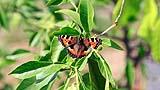 028 Schmetterling auf dem Zitronenbaum.jpg