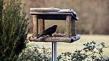 039 Amsel.jpg