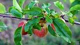 025 TOP SHOT - Apfelbaum.jpg